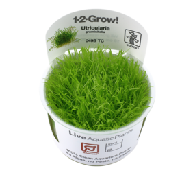 Tropica Utricularia Graminifolia 1-2 Grow! Tropica Utricularia Graminifolia 1-2 Grow!