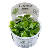 Tropica Lobelia Cardinalis Mini 1-2 Grow! Tropica Lobelia Cardinalis Mini 1-2 Grow!