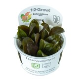 Tropica Echinodorus Reni 1-2 Grow! Tropica Echinodorus Reni 1-2 Grow!
