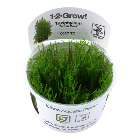 Tropica Taxiphyllum Alternans Taiwan Moss 1-2 Grow! Tropica Taxiphyllum Alternans Taiwan Moss 1-2 Grow!