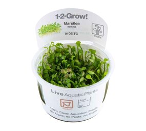 Tropica Micranthemum Callitrichoides Cuba 1-2 Grow! Tropica Micranthemum Callitrichoides Cuba 1-2 Grow!