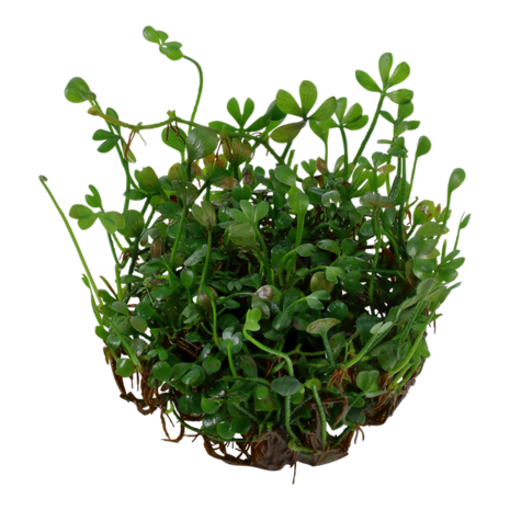 Tropica Micranthemum Callitrichoides Cuba 1-2 Grow! Tropica Micranthemum Callitrichoides Cuba 1-2 Grow!