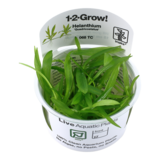 Tropica Helanthium Bolivianum Quadricostatus 1-2 Grow! Tropica Helanthium Bolivianum Quadricostatus 1-2 Grow!