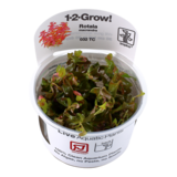 Tropica Rotala Macrandra 1-2 Grow!
