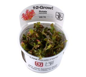 Tropica Rotala Macrandra 1-2 Grow! Tropica Rotala Macrandra 1-2 Grow!