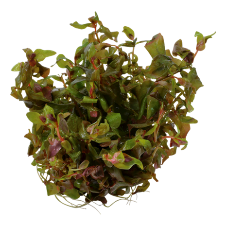 Tropica Rotala Macrandra 1-2 Grow! Tropica Rotala Macrandra 1-2 Grow!