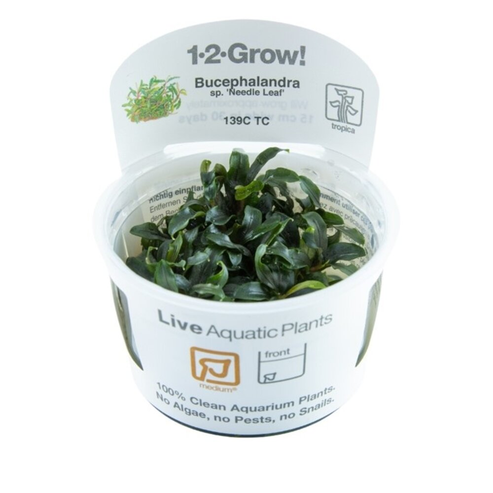 Tropica Bucephalandra sp. Needle Leaf 1-2 Grow! Tropica Bucephalandra sp. Needle Leaf 1-2 Grow!