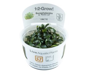 Tropica Bucephalandra sp. Needle Leaf 1-2 Grow! Tropica Bucephalandra sp. Needle Leaf 1-2 Grow!