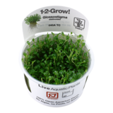 Tropica Glossostigma Elatinoides 1-2 Grow! Tropica Glossostigma Elatinoides 1-2 Grow!