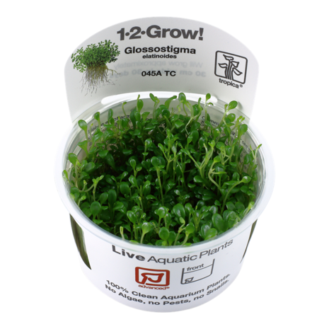 Tropica Glossostigma Elatinoides 1-2 Grow!