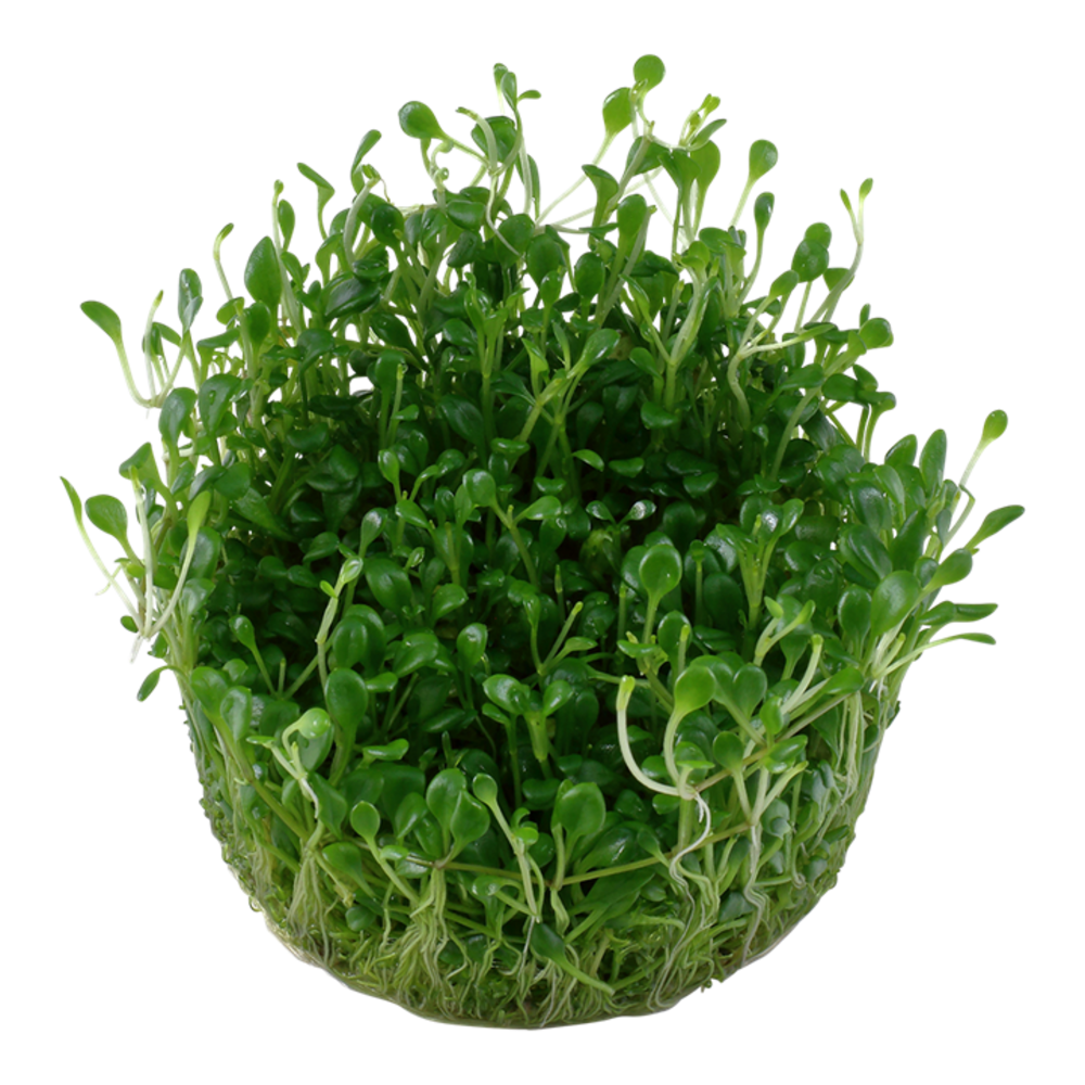 Tropica Glossostigma Elatinoides 1-2 Grow!