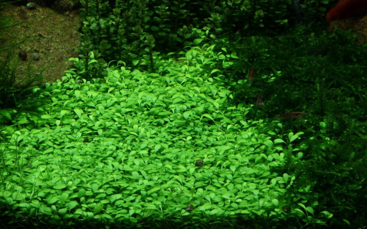 Tropica Glossostigma Elatinoides 1-2 Grow!