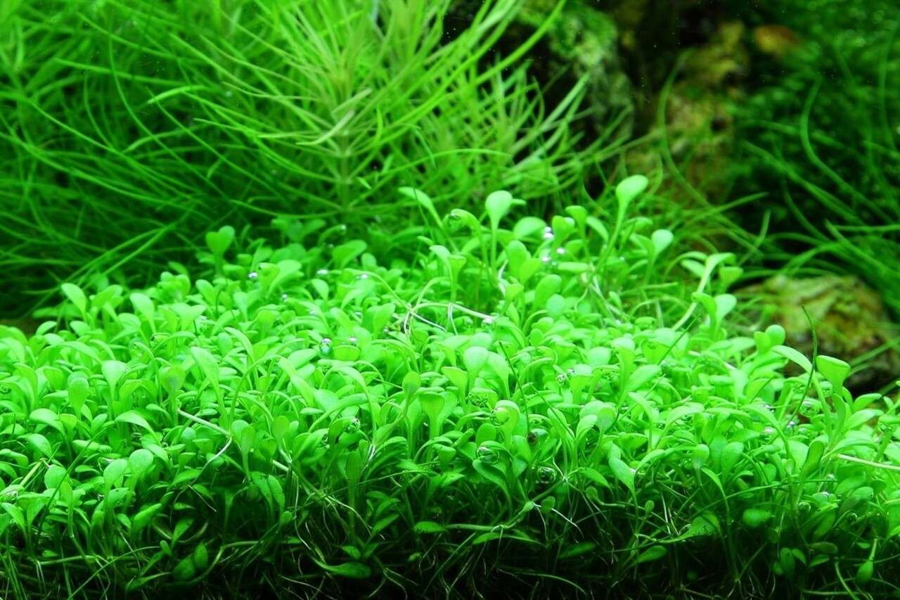 Tropica Glossostigma Elatinoides 1-2 Grow!