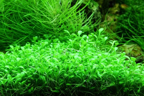 Tropica Glossostigma Elatinoides 1-2 Grow!
