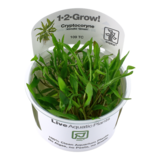 Tropica Cryptocoryne wendtii Green 1-2 Grow! Tropica Cryptocoryne wendtii Green 1-2 Grow!