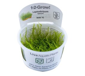 Tropica Leptodictyum Riparium 1-2 Grow! Tropica Leptodictyum Riparium 1-2 Grow!