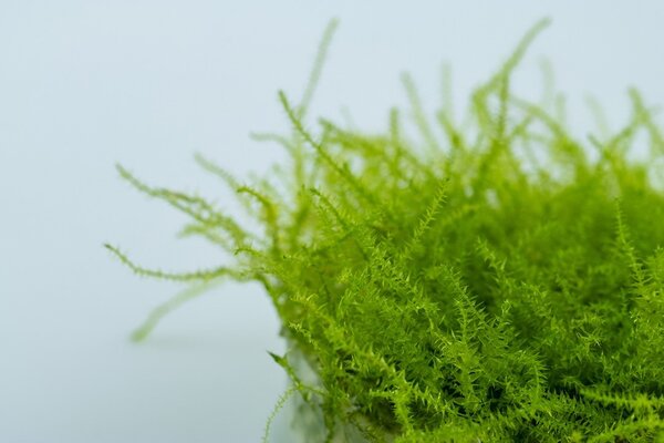 Tropica Leptodictyum Riparium 1-2 Grow! Tropica Leptodictyum Riparium 1-2 Grow!