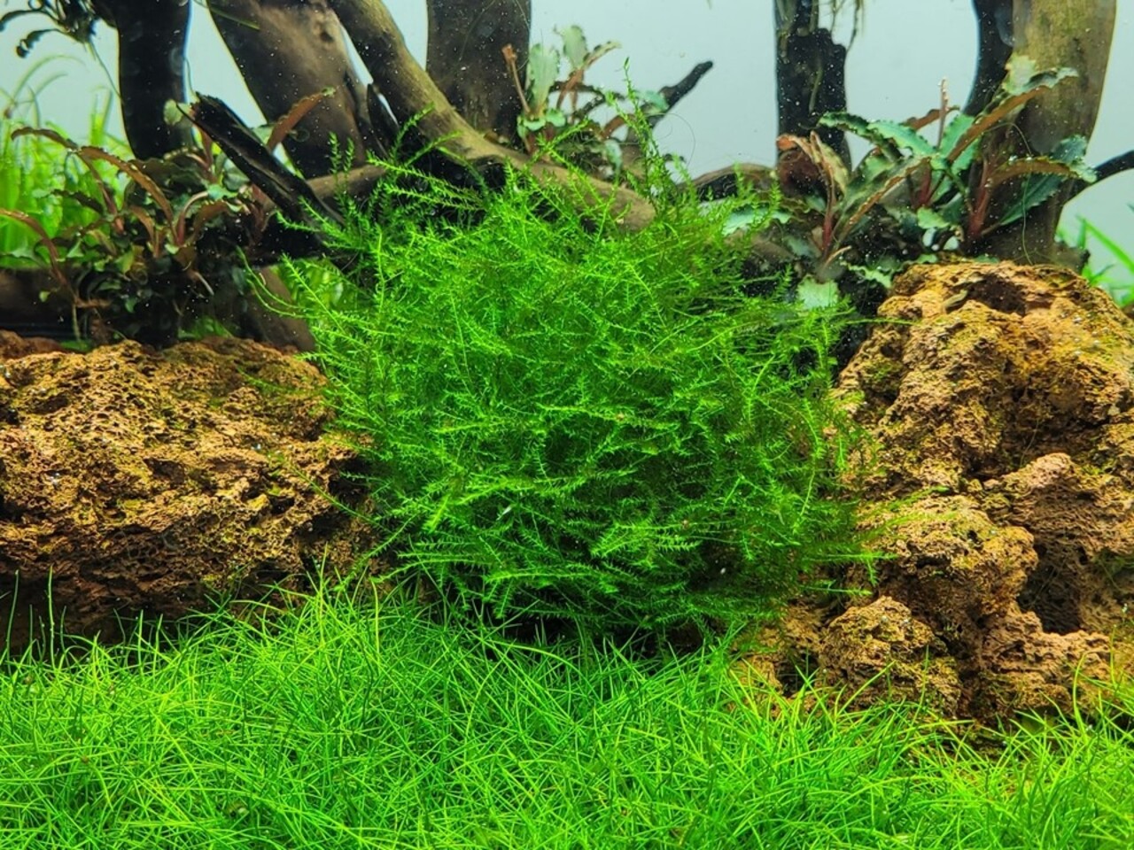 Tropica Leptodictyum Riparium 1-2 Grow! Tropica Leptodictyum Riparium 1-2 Grow!