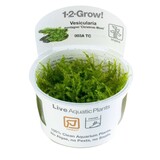 Tropica Vesicularia Montagnei Christmas Moss 1-2 Grow! Tropica Vesicularia Montagnei Christmas Moss 1-2 Grow!