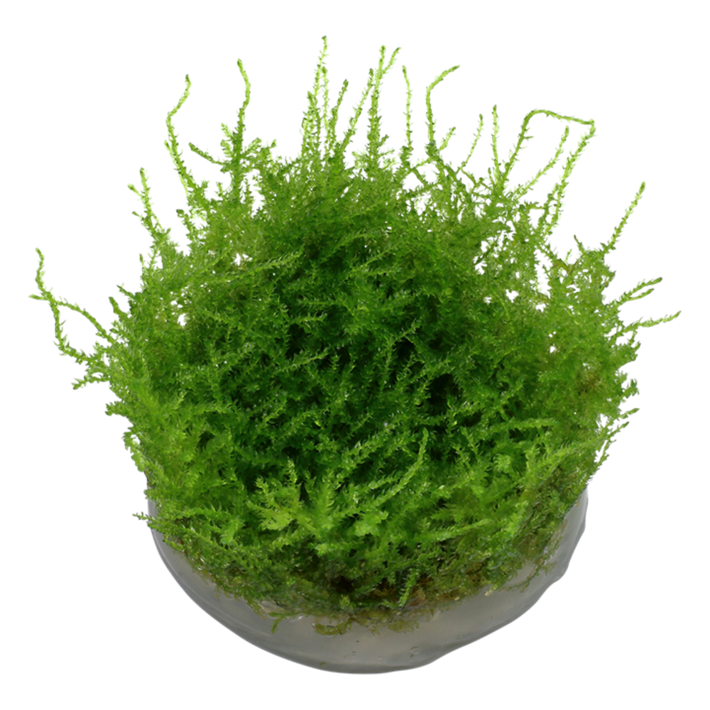 Tropica Vesicularia Montagnei Christmas Moss 1-2 Grow! Tropica Vesicularia Montagnei Christmas Moss 1-2 Grow!