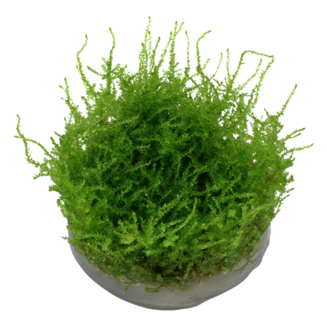 Tropica Vesicularia Montagnei Christmas Moss 1-2 Grow! Tropica Vesicularia Montagnei Christmas Moss 1-2 Grow!