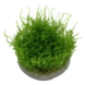 Tropica Vesicularia Montagnei Christmas Moss 1-2 Grow! Tropica Vesicularia Montagnei Christmas Moss 1-2 Grow!