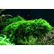 Tropica Vesicularia Montagnei Christmas Moss 1-2 Grow! Tropica Vesicularia Montagnei Christmas Moss 1-2 Grow!