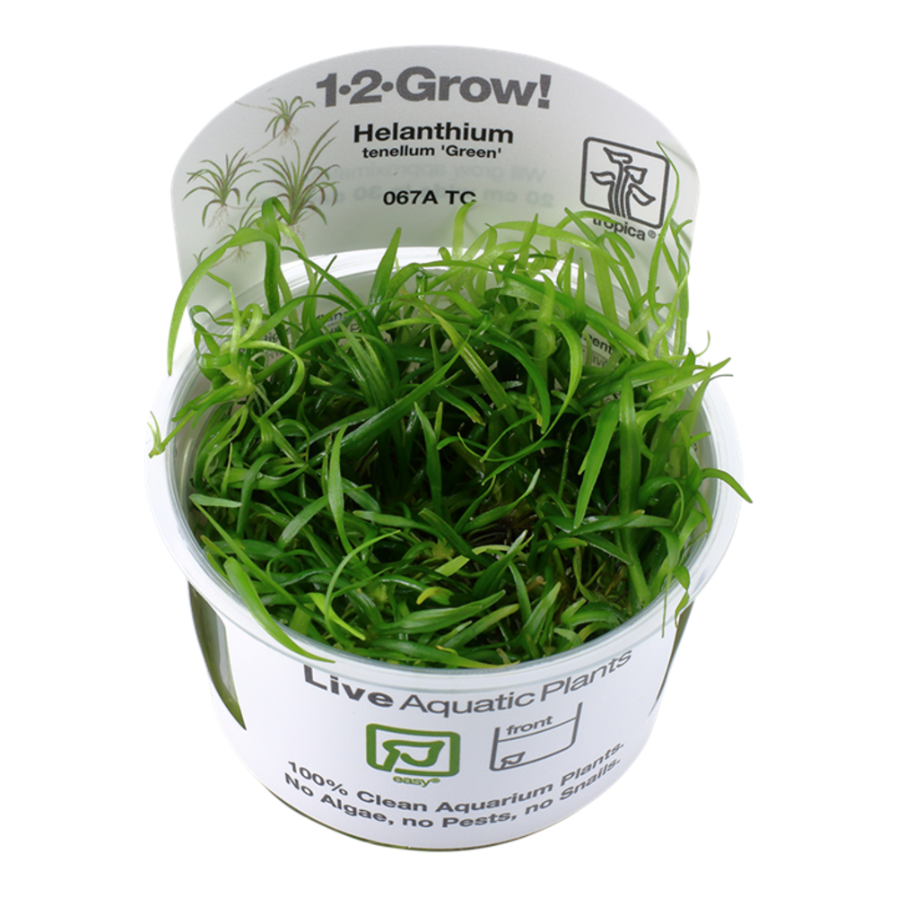 Tropica Helanthium Tenellum Green 1-2 Grow! Tropica Helanthium Tenellum Green 1-2 Grow!