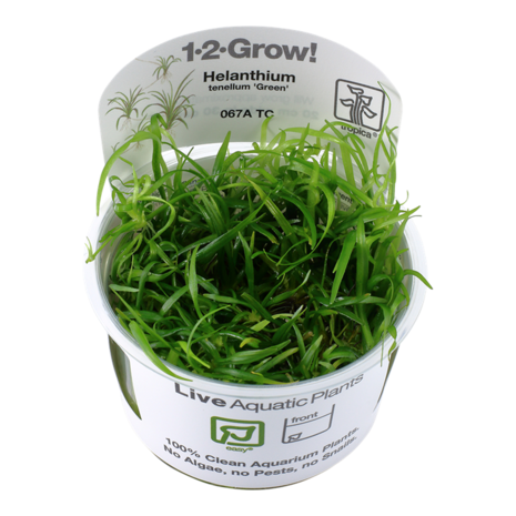 Tropica Helanthium Tenellum Green 1-2 Grow! Tropica Helanthium Tenellum Green 1-2 Grow!