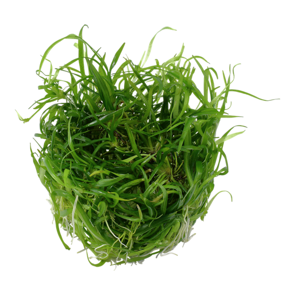 Tropica Helanthium Tenellum Green 1-2 Grow! Tropica Helanthium Tenellum Green 1-2 Grow!