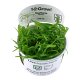 Tropica Sagittaria Subulata 1-2 Grow! Tropica Sagittaria Subulata 1-2 Grow!