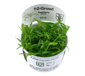 Tropica Sagittaria Subulata 1-2 Grow! Tropica Sagittaria Subulata 1-2 Grow!