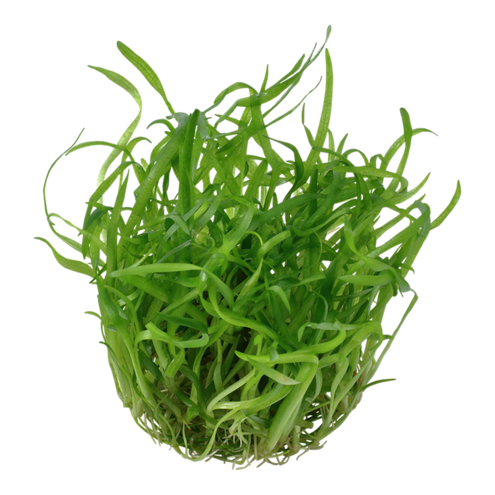 Tropica Sagittaria Subulata 1-2 Grow! Tropica Sagittaria Subulata 1-2 Grow!