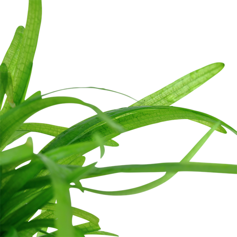 Tropica Sagittaria Subulata 1-2 Grow! Tropica Sagittaria Subulata 1-2 Grow!