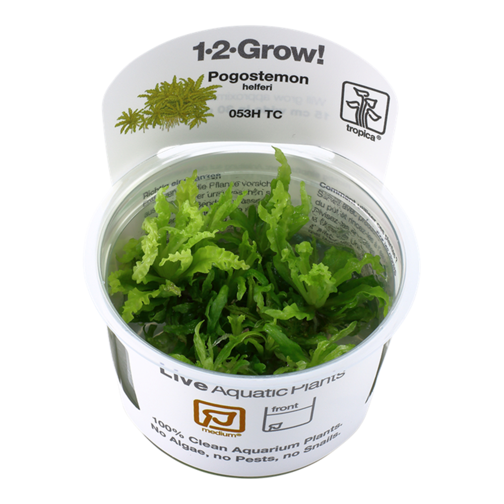 Tropica Pogostemon Helferi 1-2 Grow! Tropica Pogostemon Helferi 1-2 Grow!