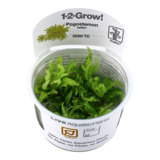 Tropica Pogostemon Helferi 1-2 Grow! Tropica Pogostemon Helferi 1-2 Grow!