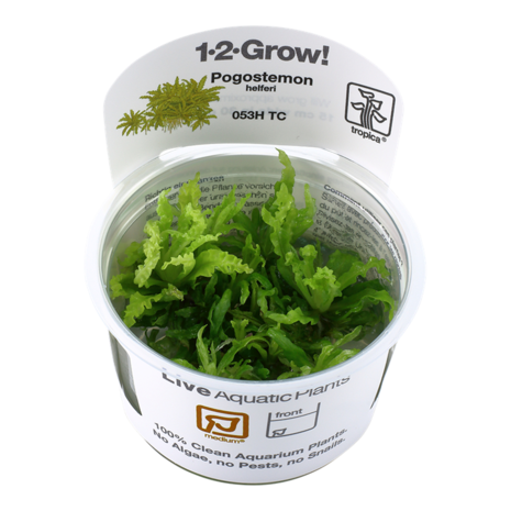 Tropica Pogostemon Helferi 1-2 Grow! Tropica Pogostemon Helferi 1-2 Grow!