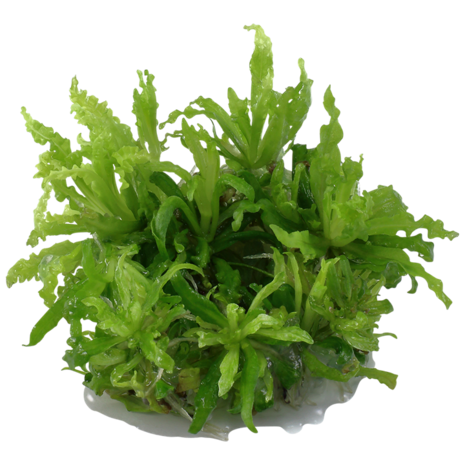Tropica Pogostemon Helferi 1-2 Grow! Tropica Pogostemon Helferi 1-2 Grow!