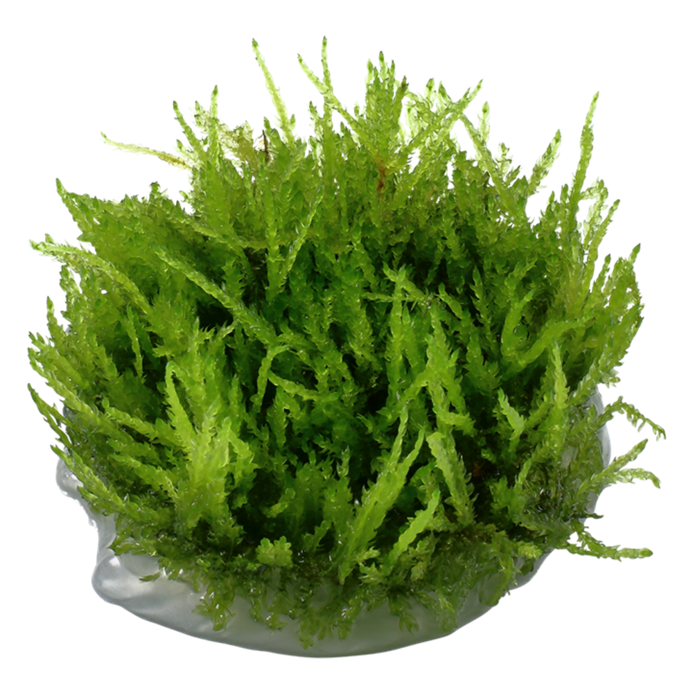 Tropica Vesicularia Ferriei Weeping Moss 1-2 Grow! Tropica Vesicularia Ferriei Weeping Moss 1-2 Grow!