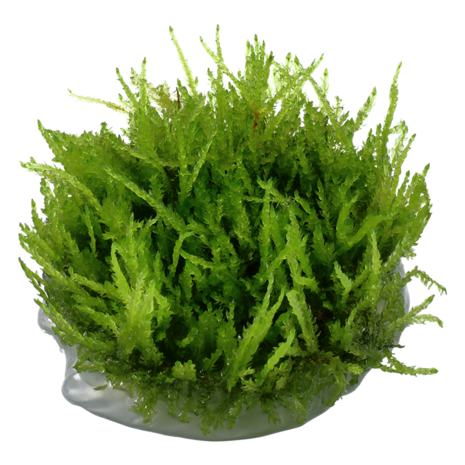 Tropica Vesicularia Ferriei Weeping Moss 1-2 Grow! Tropica Vesicularia Ferriei Weeping Moss 1-2 Grow!