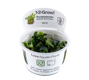 Tropica Bucephalandra pygmaea Bukit Kelam 1-2 Grow! Tropica Bucephalandra pygmaea Bukit Kelam 1-2 Grow!