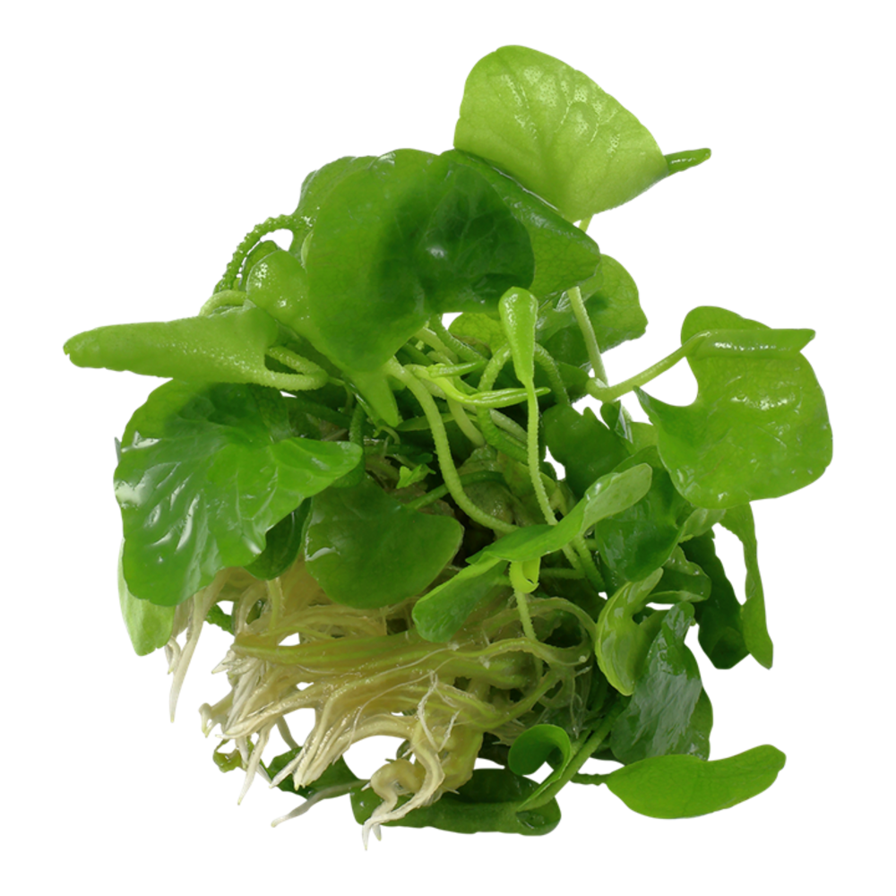 Tropica Nymphoides Hydrophylla Taiwan 1-2 Grow! Tropica Nymphoides Hydrophylla Taiwan 1-2 Grow!