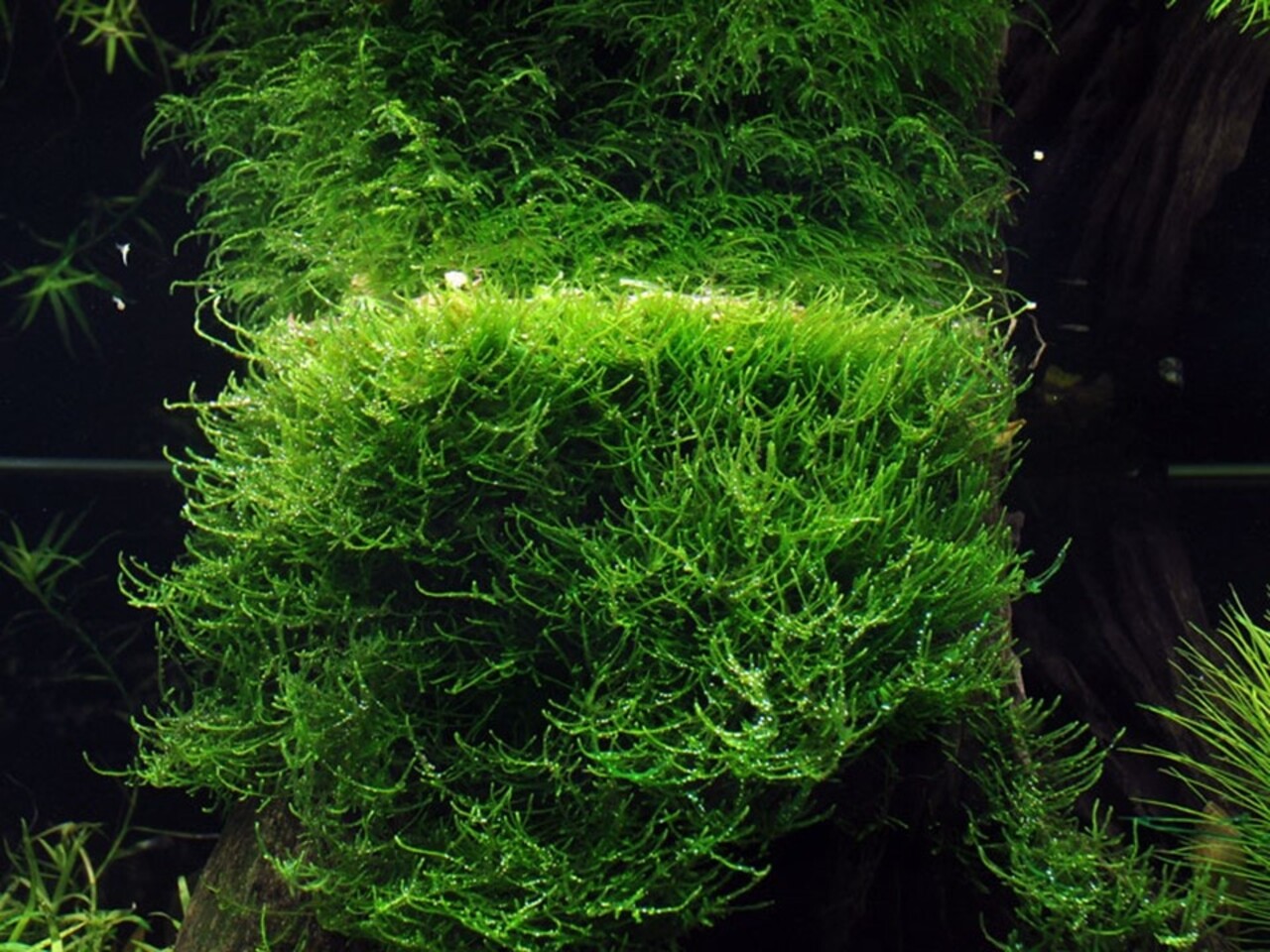 Tropica Taxiphyllum Barbieri Bogor Moss 1-2 Grow! Tropica Taxiphyllum Barbieri Bogor Moss 1-2 Grow!