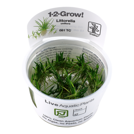 Tropica Littorella Uniflora 1-2 Grow! Tropica Littorella Uniflora 1-2 Grow!