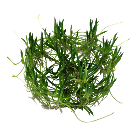 Tropica Littorella Uniflora 1-2 Grow! Tropica Littorella Uniflora 1-2 Grow!