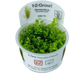 Tropica Hemianthus Glomeratum 1-2 Grow!