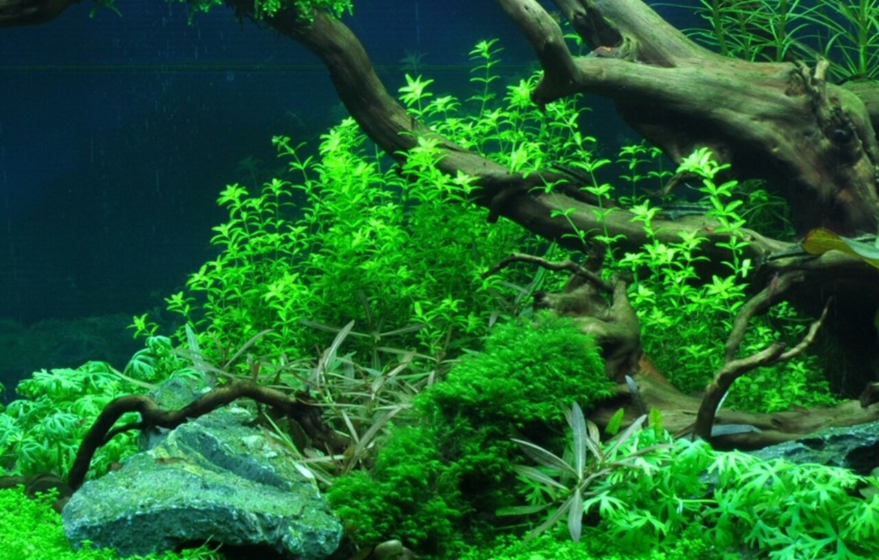 Tropica Hemianthus Glomeratum 1-2 Grow!