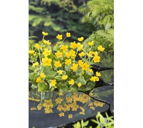 Moerings CALTHA PALUSTRIS (18X18) Moerings CALTHA PALUSTRIS (18X18)