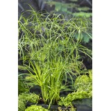Moerings CYPERUS ALTERNIFOLIUS (18X18) Moerings CYPERUS ALTERNIFOLIUS (18X18)