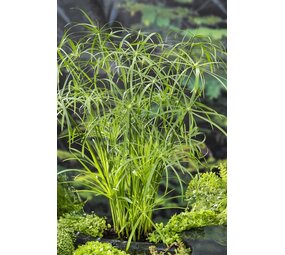 Moerings CYPERUS ALTERNIFOLIUS (18X18) Moerings CYPERUS ALTERNIFOLIUS (18X18)
